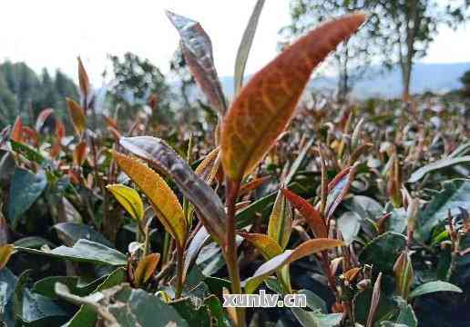 紫娟茶属于普洱茶的一种吗？请解释其特点与鉴别方法。