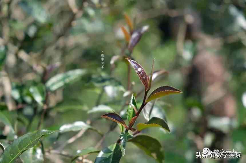 紫娟茶：茶类类型、茶系解析与全面了解