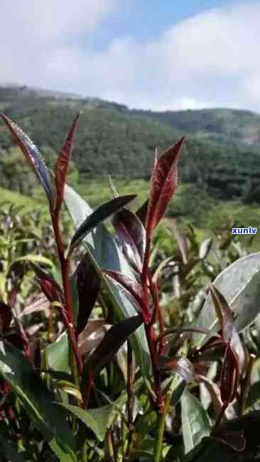 云南特色茶叶：紫鹃茶的奥秘与品鉴