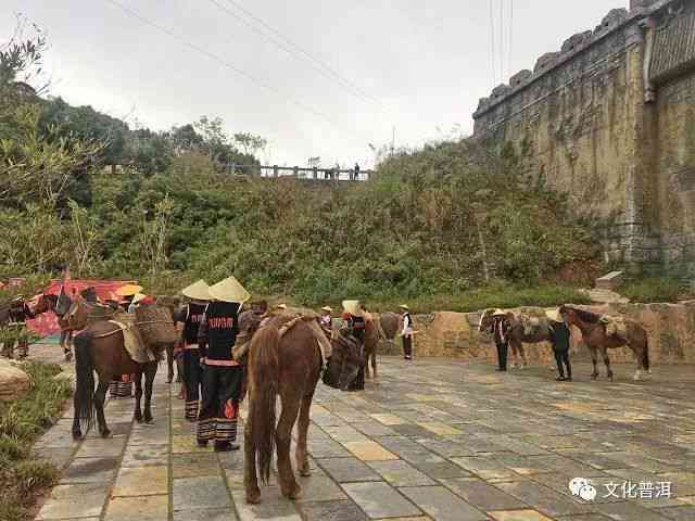 从茶马古道到普洱茶文化：一历的影像念与茶品探索