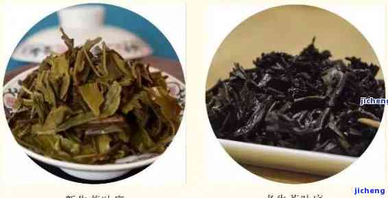 普洱茶：老茶与新茶的品鉴之道及两者间差异解析