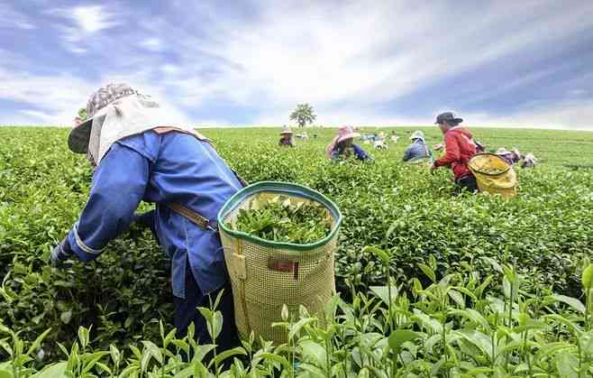 云南普洱茶采摘全程实况：严格遵循标准，确保优质茶叶的产出