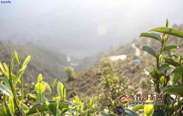 磨烈古树普洱茶特点和价格：2020年最新磨烈古树茶的特点和价格解析。