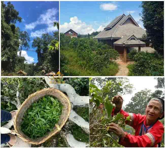 云南源头茶农源头普洱茶