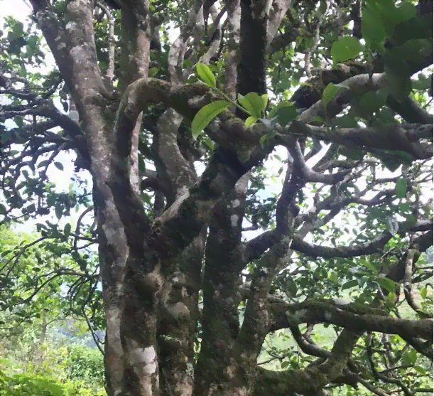 宏丰元勐海古树王普洱茶