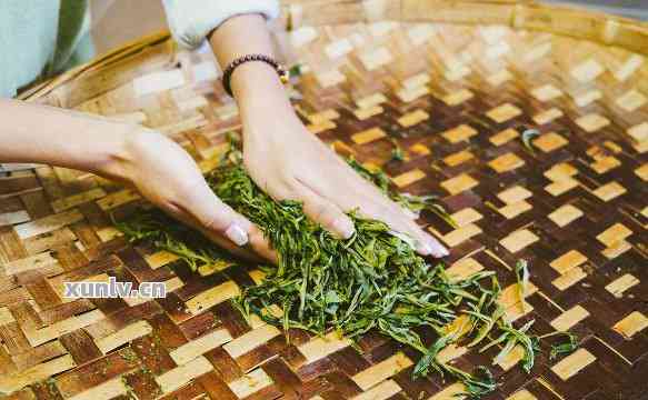 探究普洱茶制作的精髓：拉茶的正确方法与技巧