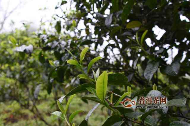 古树茶普洱茶的价格及品质分析，如何挑选适合自己的茶叶？