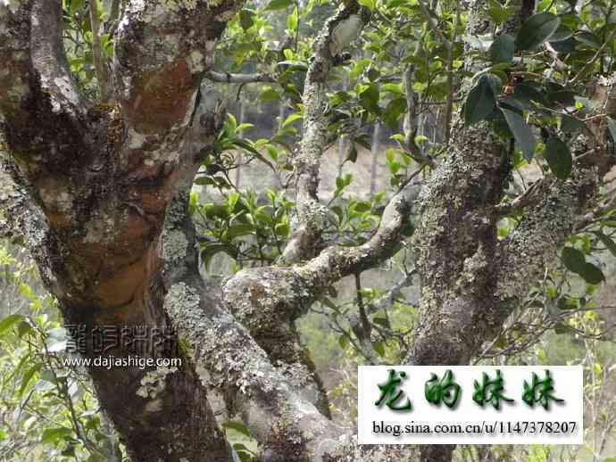 单丛茶与普洱茶的区别、特点与适用场景比较，助您轻松选择最适合的茶叶品种