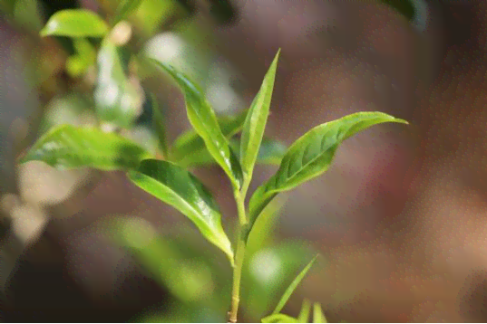 下雨天泡普洱茶不香吗？有吗？