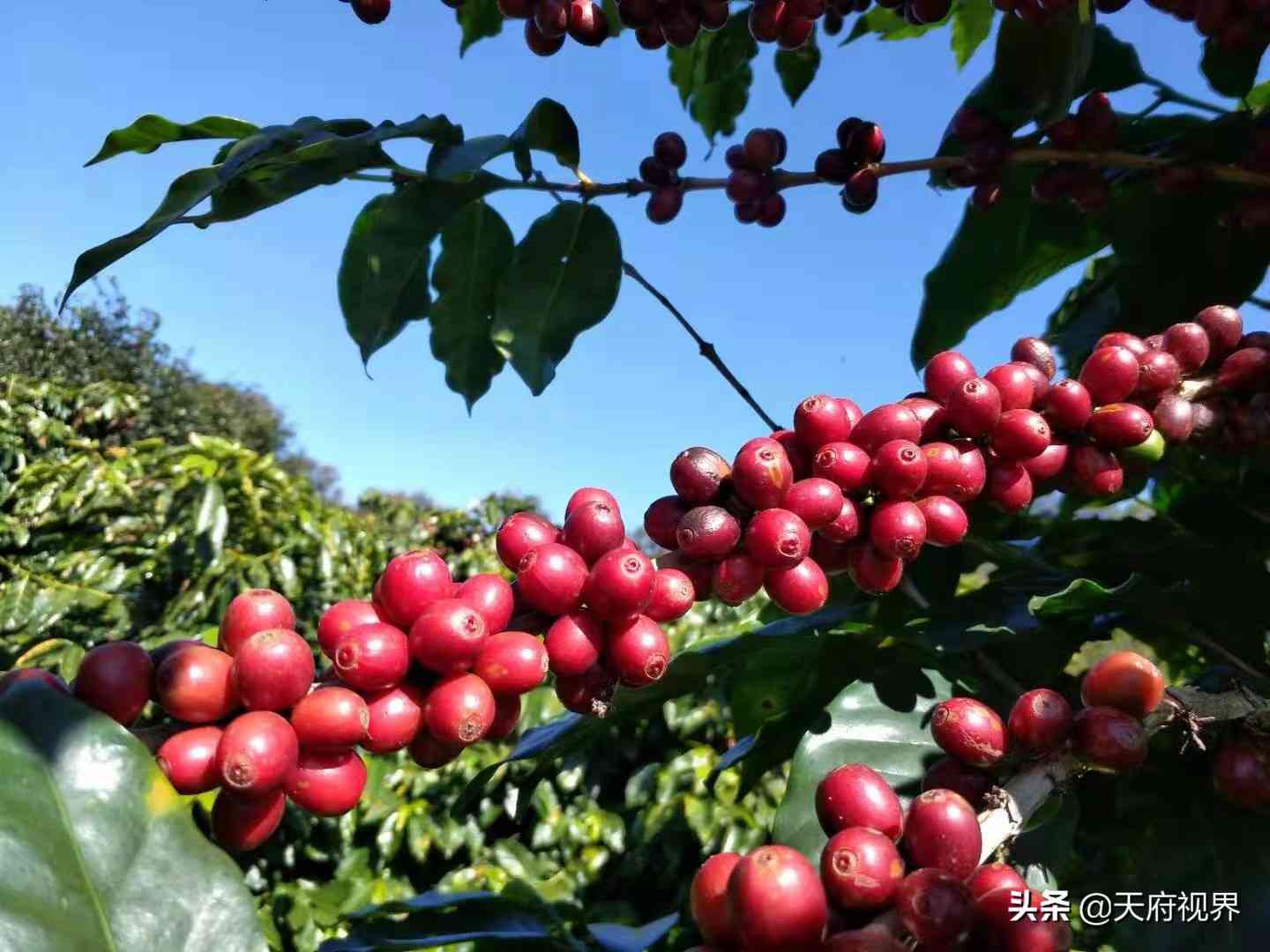 成都场普洱茶价格