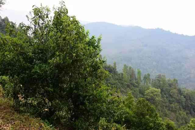 大忠山古树普洱茶：探索其独特口感与特点