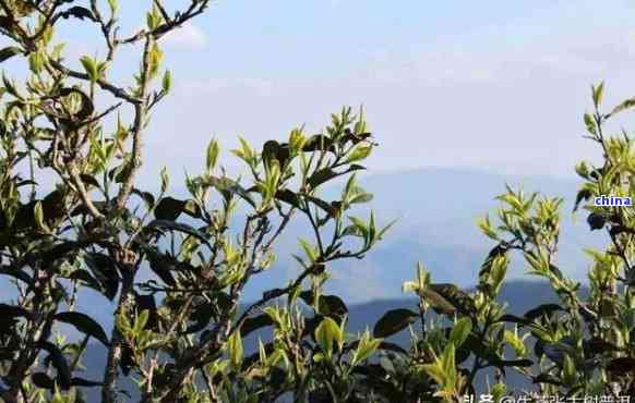 大雪山普洱茶：哪个茶区的及产地？