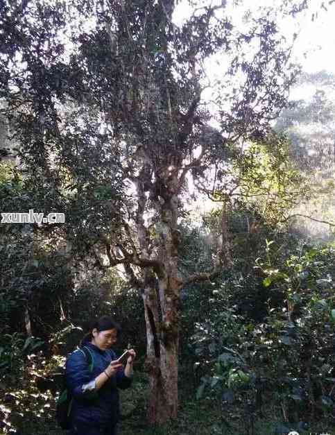 临沧绿水塘古树普洱茶：价格、特点、产地与特色简介