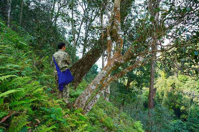 临沧绿水塘古树普洱茶：价格、特点、产地与特色简介