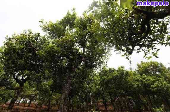 临沧绿水塘古树普洱茶：价格、特点、产地与特色简介