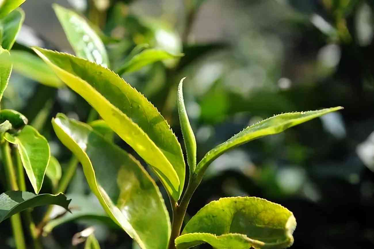 永德老茶树普洱茶价格表