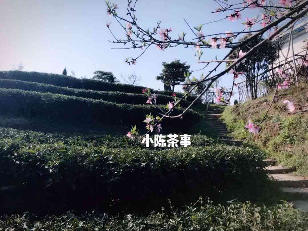 岩茶和普洱茶口感一样吗