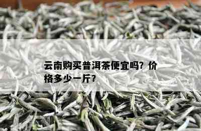 昆明产地的普洱茶最新批发价格及货源信息，云南茶叶一斤多少钱？