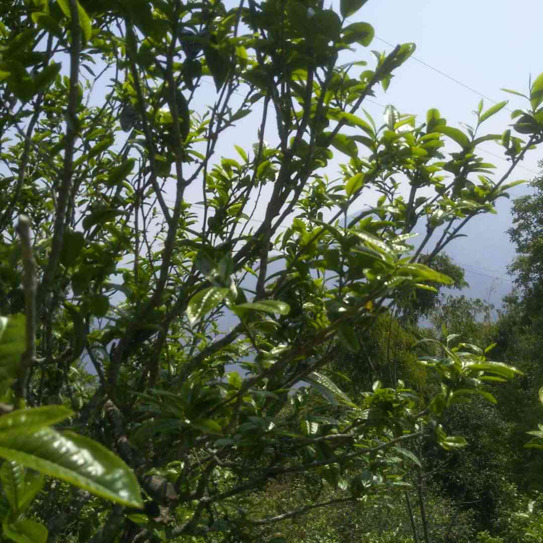 云南山区珍贵古茶树采摘的普洱茶：、价格与批发渠道