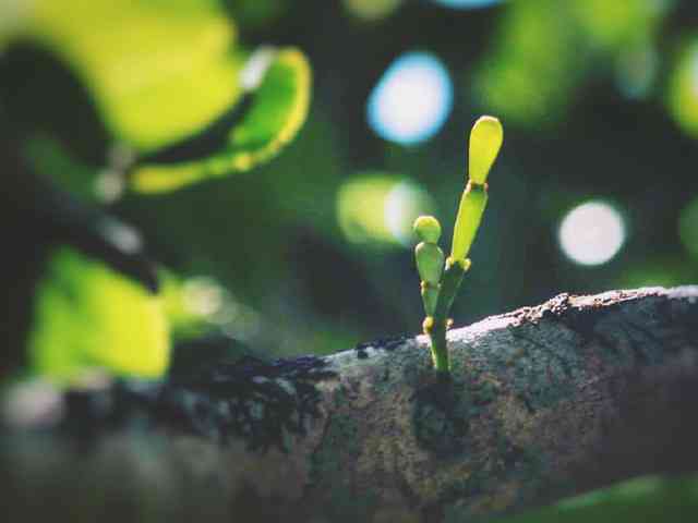 云南山区珍贵古茶树采摘的普洱茶：、价格与批发渠道