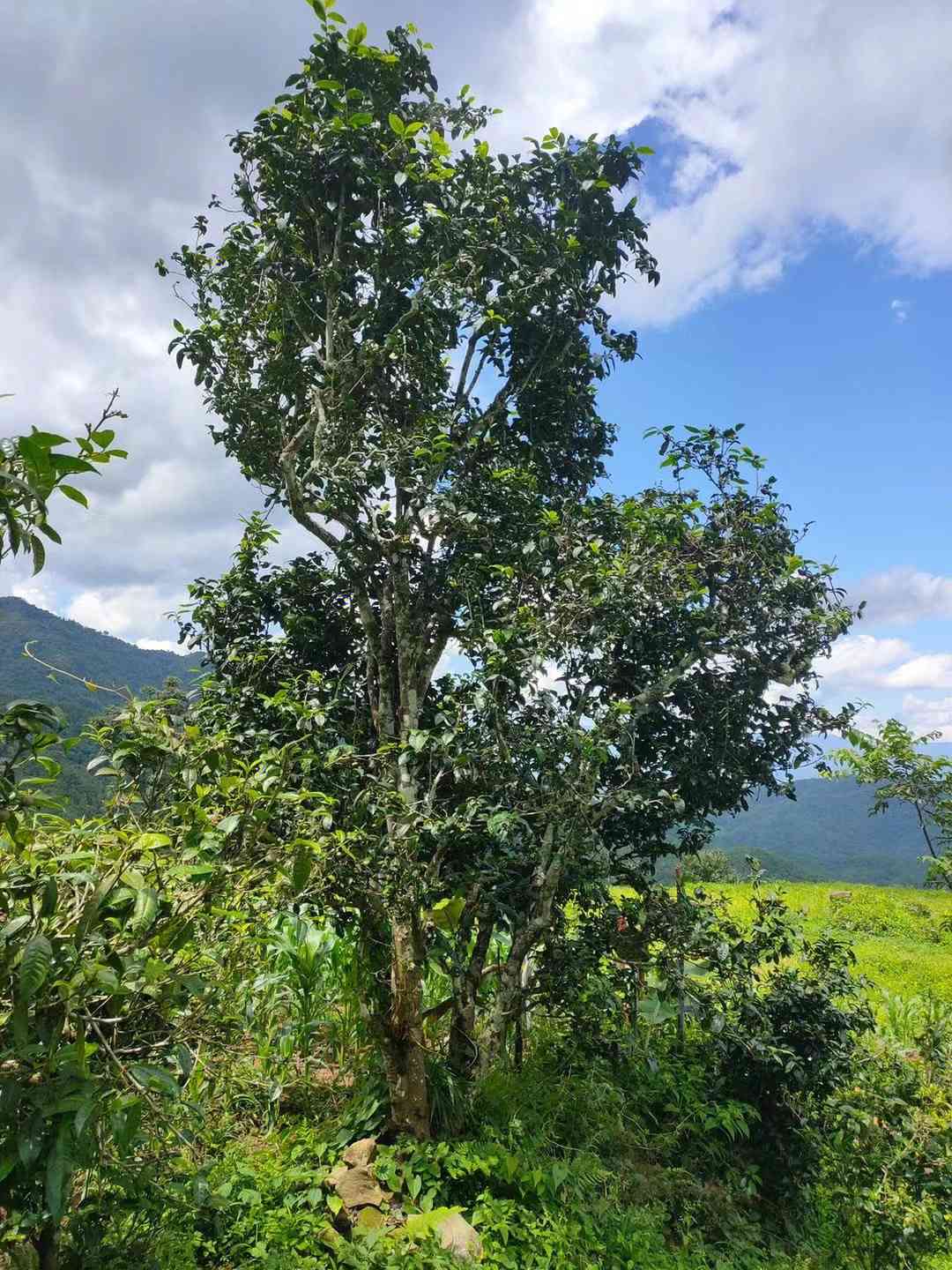 云南古树普洱茶古树纯料