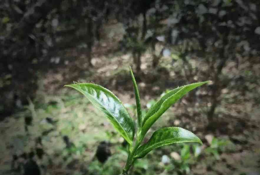 普洱茶不同茶山测评区别