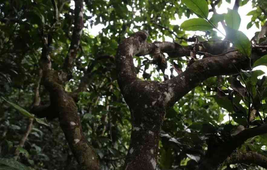 普洱茶不同茶山测评区别