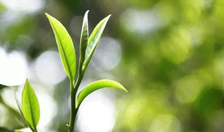 普洱茶不同茶山测评区别