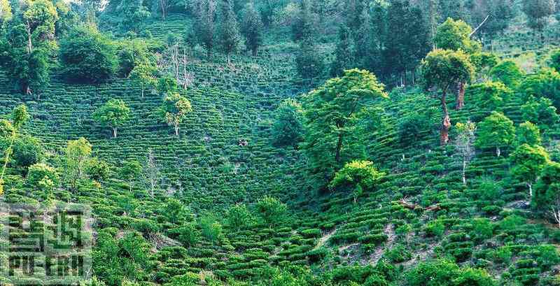 麒麟沱普洱茶的产地、生长环境与特点一览，了解这款茶的全方位信息