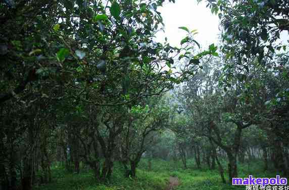 麒麟沱普洱茶的产地、生长环境与特点一览，了解这款茶的全方位信息