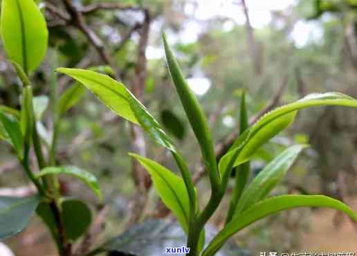 揭秘景迈古树茶的兰花香：原因、特点及饮用体验