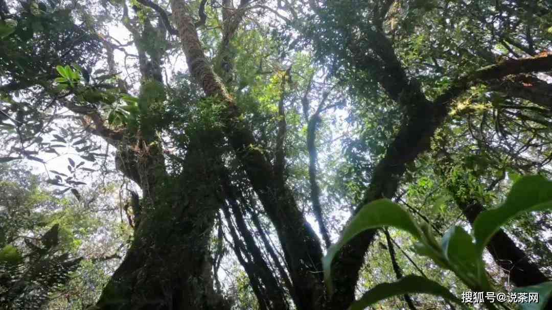 格朗和古树茶：特点，价格，未来预测，雷达山产地，口感对比选择