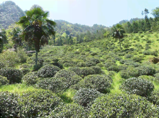 茶树生长的土因素及其对茶叶品质的影响