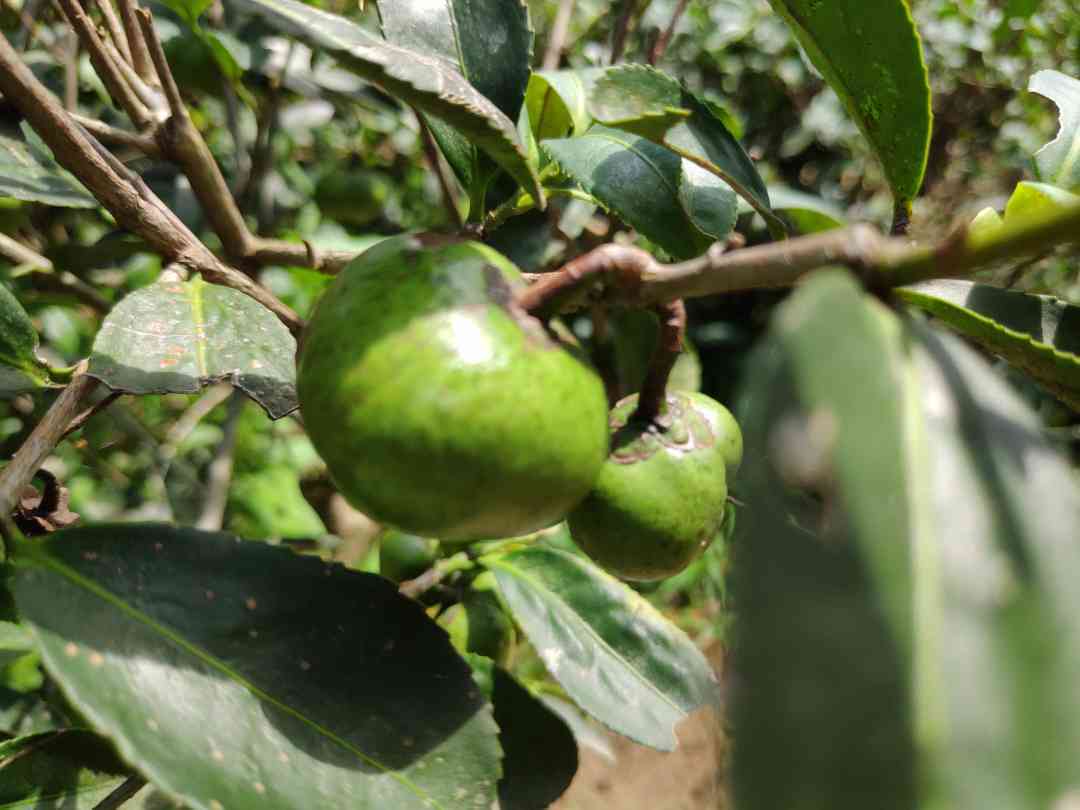 茶树生长的土因素及其对茶叶品质的影响