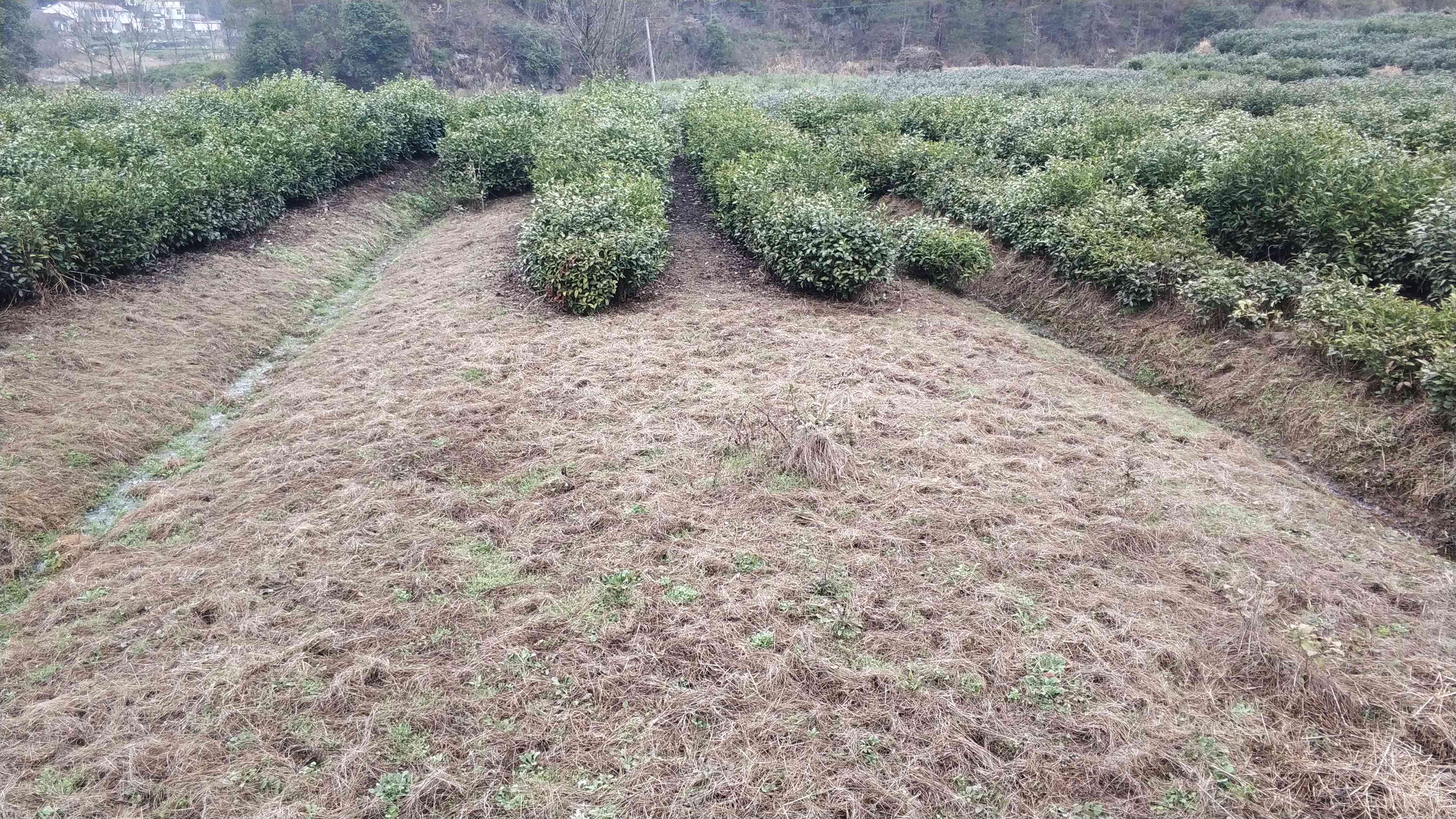 茶树生长的土因素及其对茶叶品质的影响