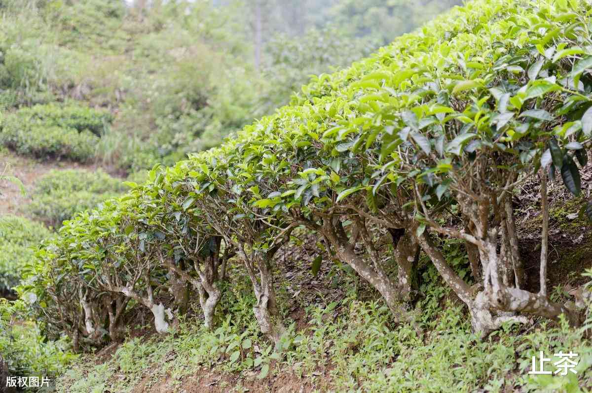 茶树生长的土因素及其对茶叶品质的影响