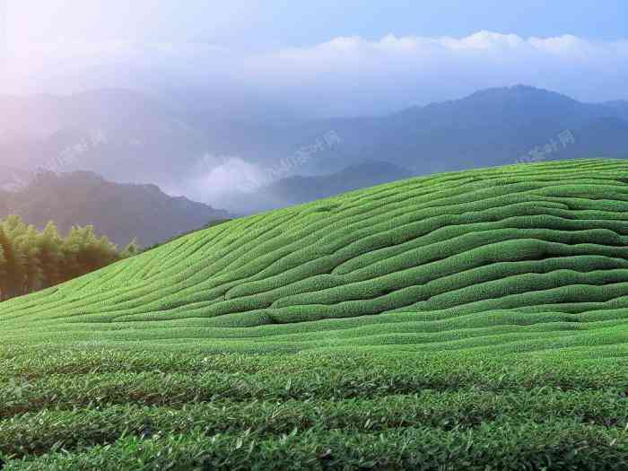 茶树生长的土因素及其对茶叶品质的影响