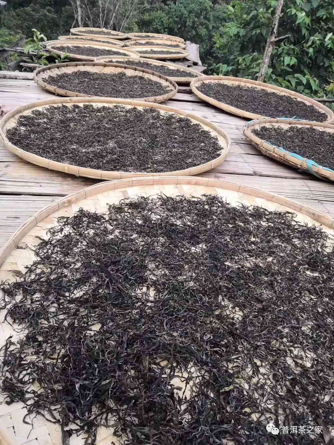 泡普洱茶的投茶量怎么算