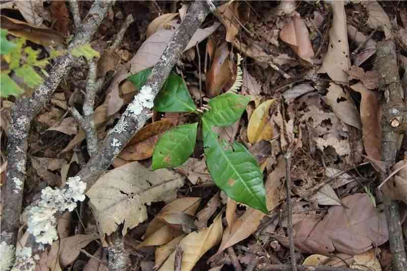 曼松普洱茶有多少棵古树