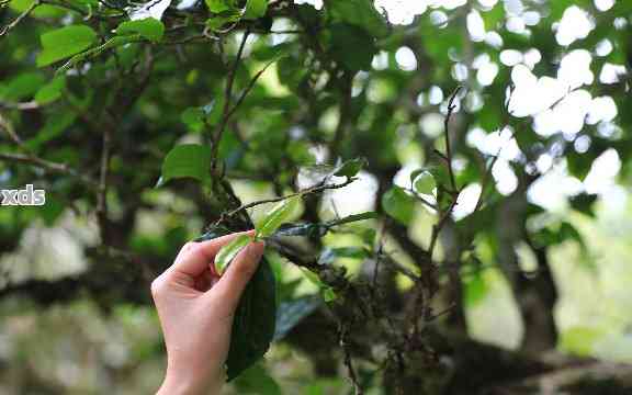 探究糯米香在普洱茶中的奥秘：一款让你回味无穷的茶叶诞生之路