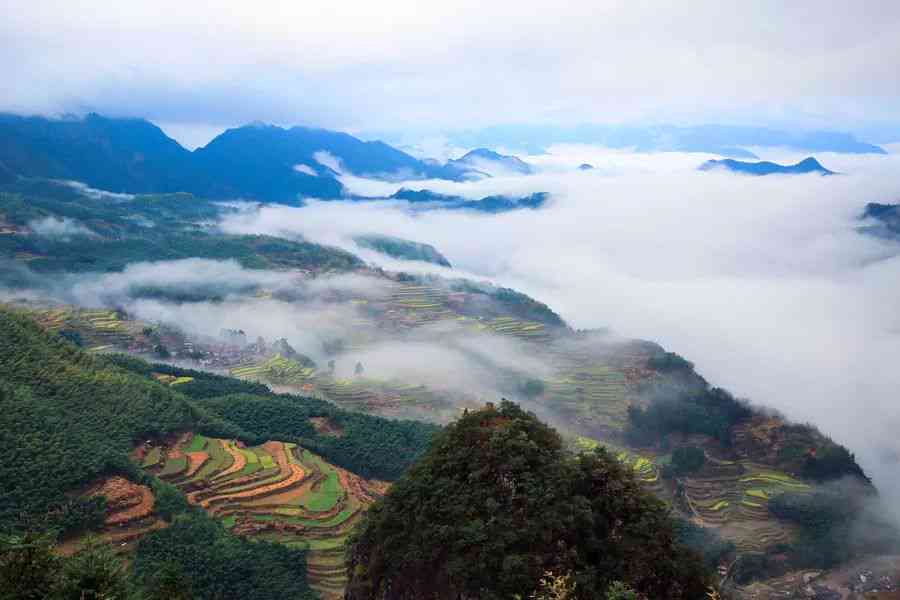 名茶之源：高山云雾的神秘魅力