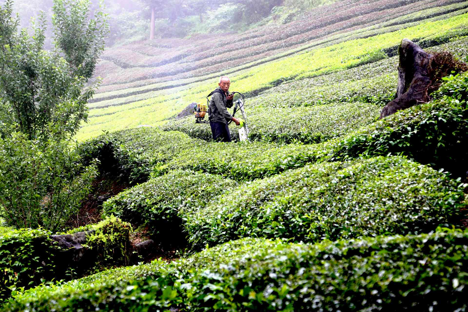 名茶之源：高山云雾的神秘魅力