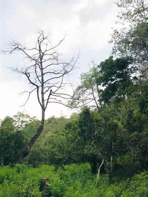 2006年南糯山野生大树茶价格、产地、品质等全方位解析