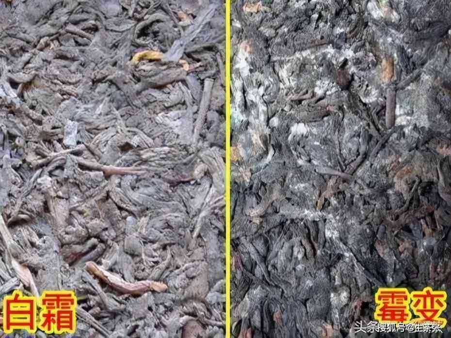 普洱茶白点发霉？能喝吗？