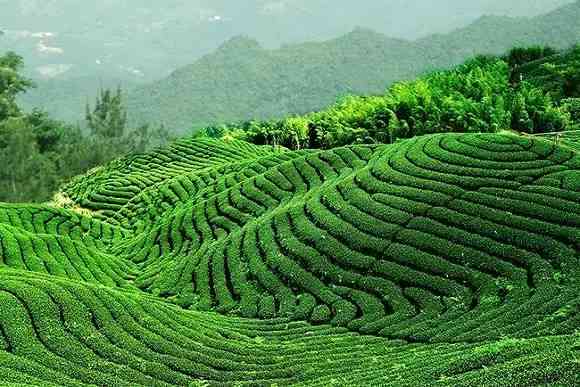 易武普洱茶：探索六大茶区及其特点，了解哪些产地最适合您的口味