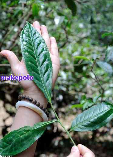 普洱茶饼叶子大小选择：哪一种更好喝？