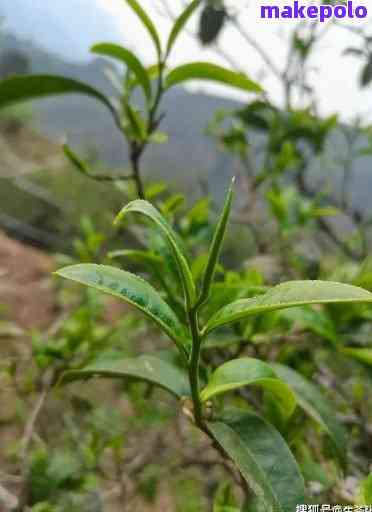 普洱茶饼叶子大小选择：哪一种更好喝？