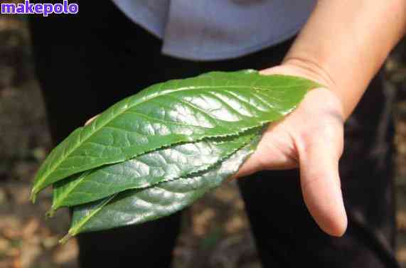 普洱茶饼叶子大小选择：哪一种更好喝？