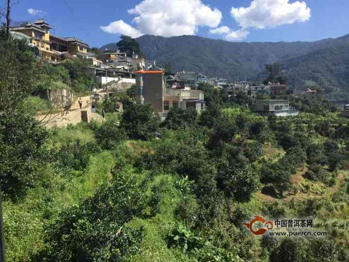 临沧县古树普洱茶产地：云南临沧特色茶区探秘