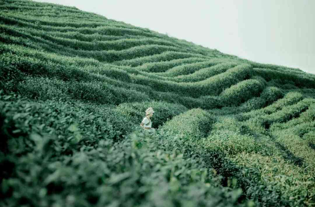 云南洱茶产区详细介绍：茶山风光与普洱茶文化深度体验